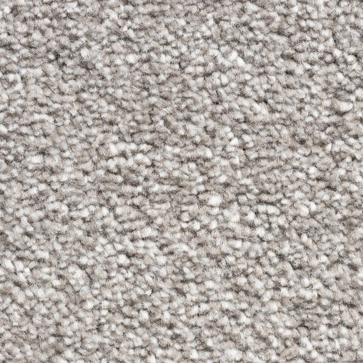 15mm Fossil Carpet SAMPLE